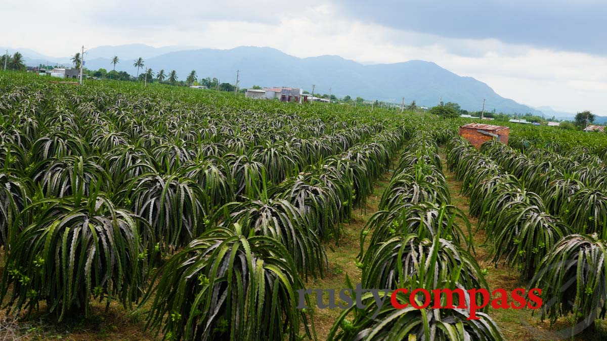 Dragon fruit plantation,  outside Phan Thiet