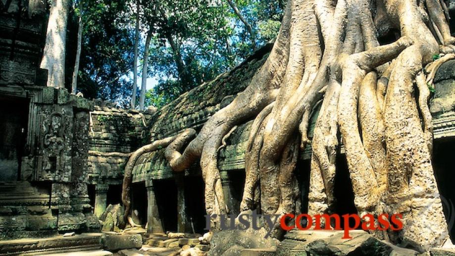 The jungle enmeshed ruins of Ta Prohm are a favourite...