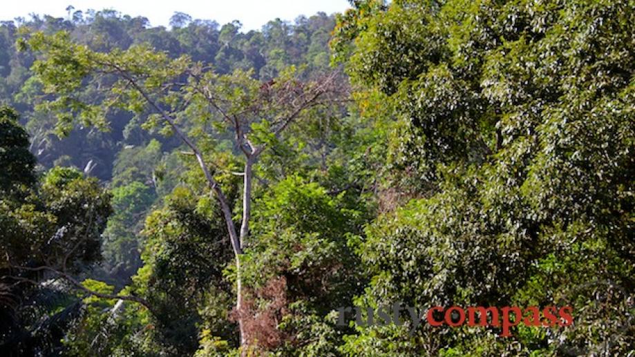 Mount Bokor National Park - a beautiful spot rich in...