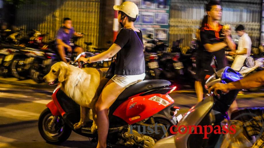 Vietnam's complicated relationship with dogs