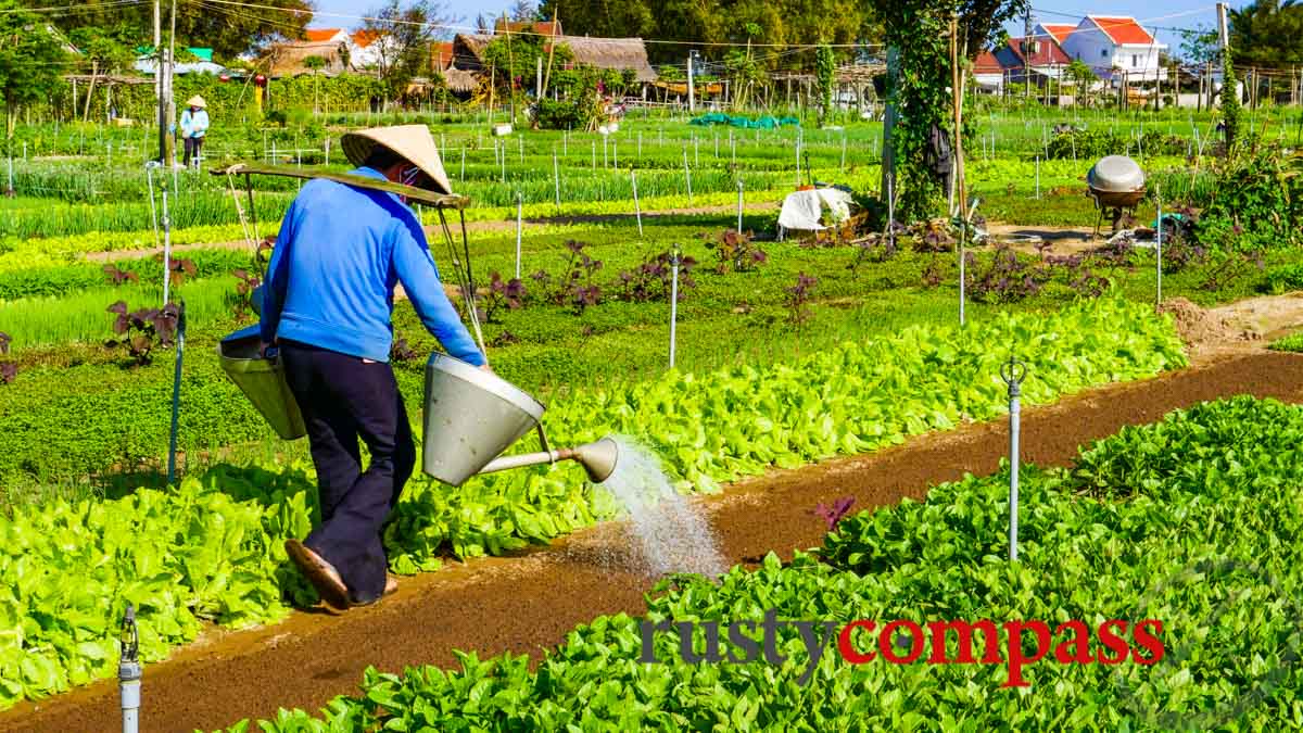 Tra Que Vegetable Garden, Hoi An Tra Que Vegetable Garden, Hoi An