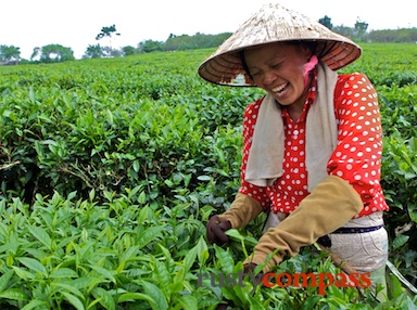 Vietnam, Moc Chau