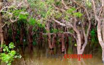 Tonle Sap Lake, Siem Reap