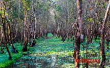 Tra Su Bird Sanctuary, Chau Doc