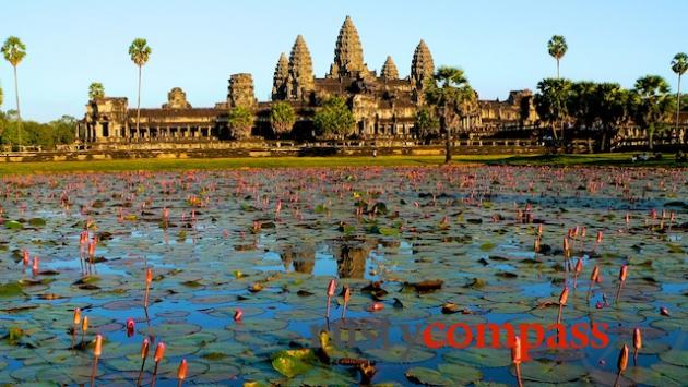 Lotus flowers in the moat that surrounds Angkor Wat