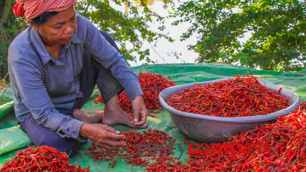 Sorting the chillies, Battambang