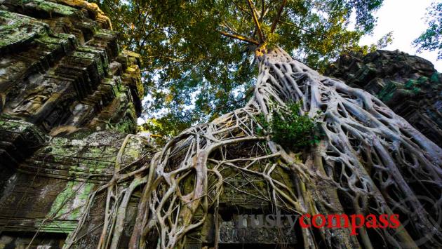 Ta Prohm, Angkor