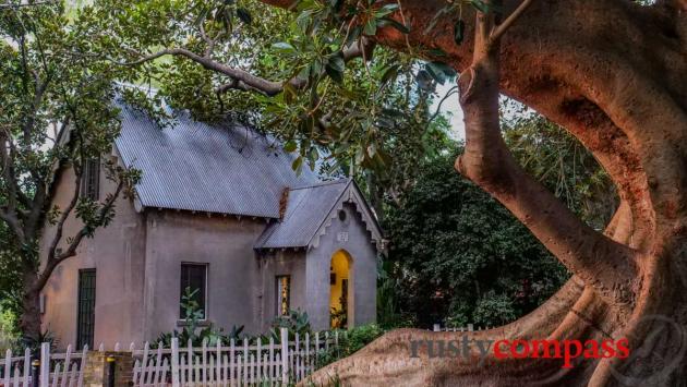 The 1848 Moreton Bay Fig - Camperdown Cemetery, Newtown