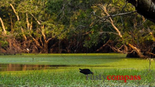 Tra Su bird sanctuary, Chau Doc