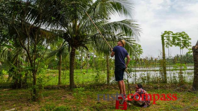 Trying my hand at collecting coconuts - Cocohut Ben Tre