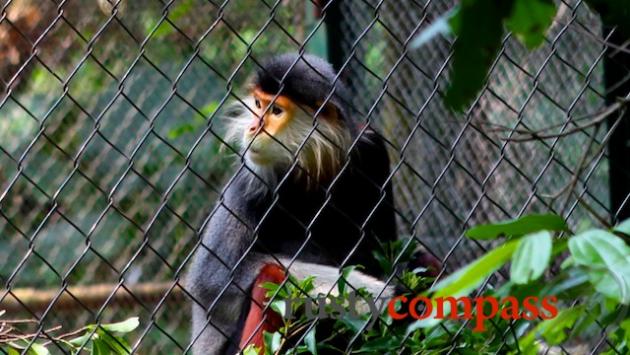 Endangered Primate Centre, Cuc Phuong National Park