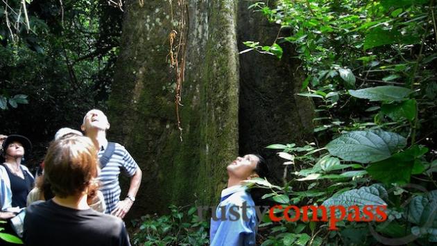 Huge ancient trees, Cuc Phuong