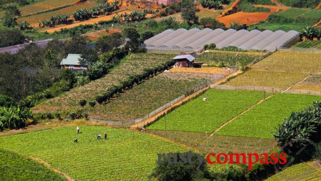 Dalat's cooler weather makes it perfect for fruit and vegetable farming.