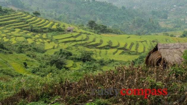 Rice terraces - Dien Bien Phu