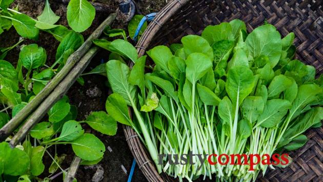 Tra Que Vegetable Garden, Hoi An