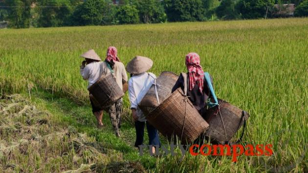 Out for the rice harvest, Mai Chau