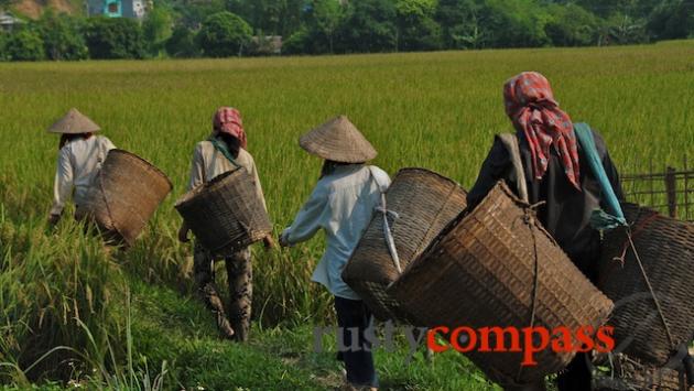 Out for the rice harvest, Mai Chau