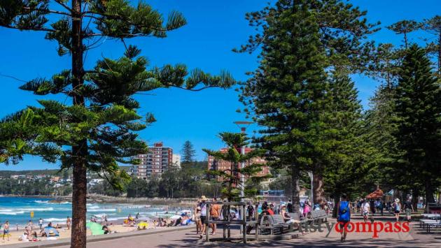 Norfolk Island Pines line Manly Beach, Sydney