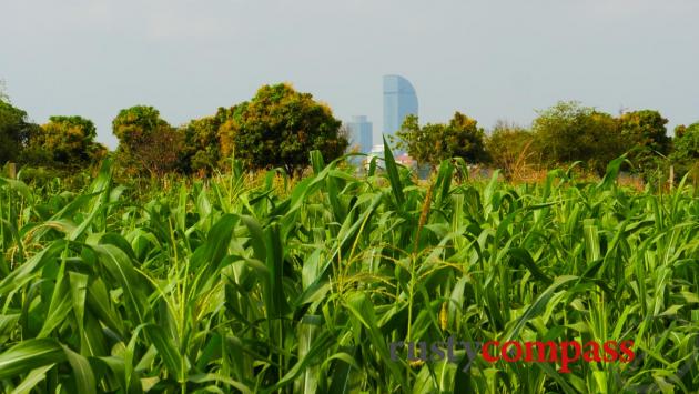 Phnom Penh rises above the corn fields - Mekong Islands cycling