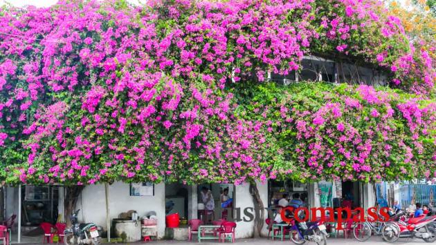 Rampaging Bougainvillia, Phan Thiet