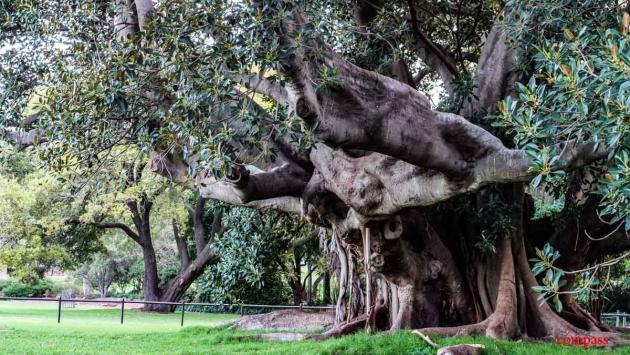 Royal Botanical Gardens, Sydney