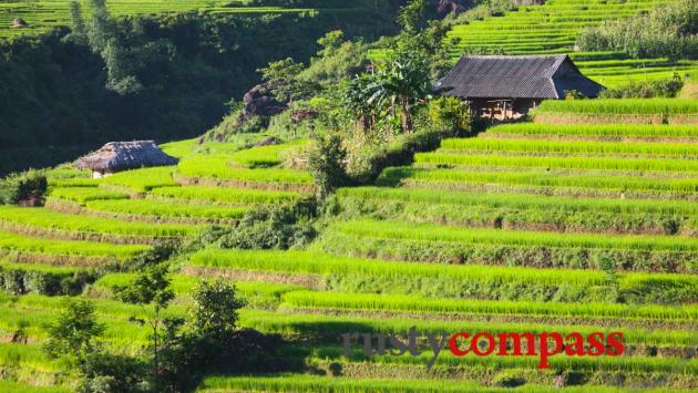 Sapa rice terraces