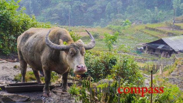 Good afternoon. Walking the hills. Sapa