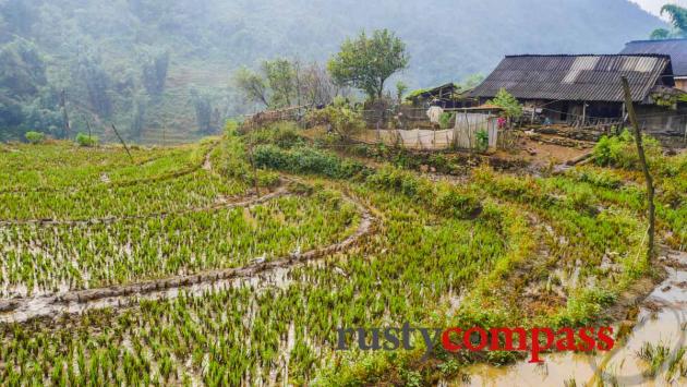 Trekking Sapa