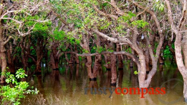 Floating forest at Lake Ton Le Sap