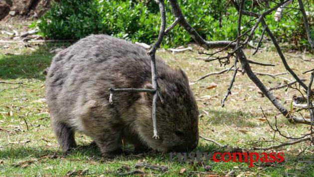 Maria Island, Tasmania