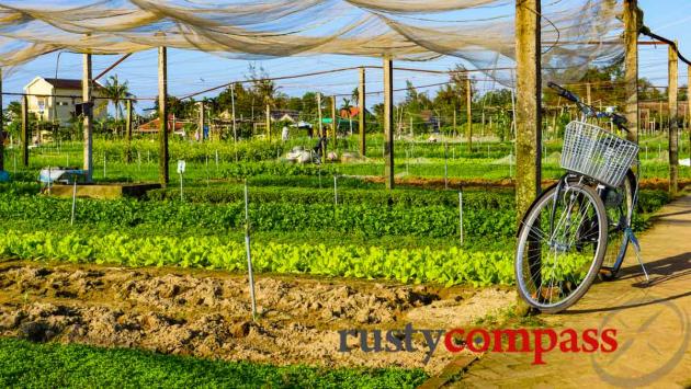 Tra Que Vegetable Garden, Hoi An