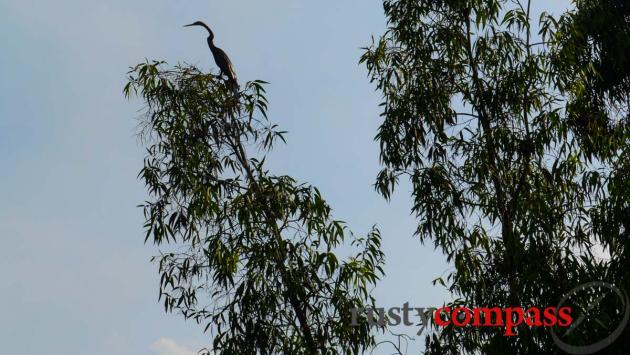 Tra Su bird sanctuary, Chau Doc