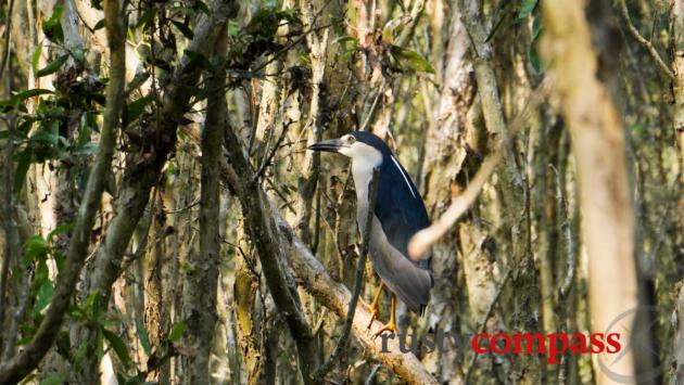 Tra Su bird sanctuary, Chau Doc