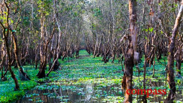 Tra Su bird sanctuary, Chau Doc