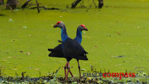 Tra Su bird sanctuary, Chau Doc