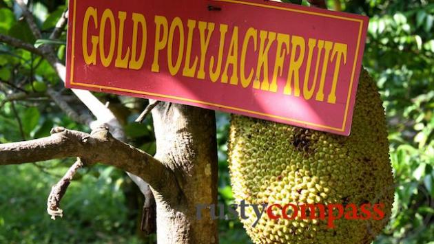 Jackfruit