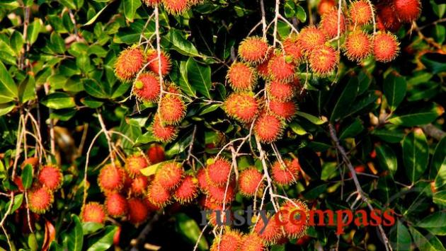 Rambutan orchard
