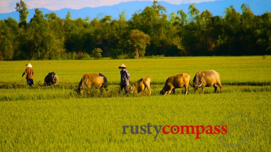 Taking a bicycle ride into the Hue countryside is a...