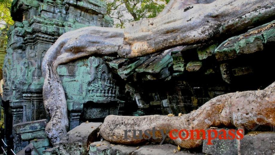 Ta Prohm strangled by jungle.