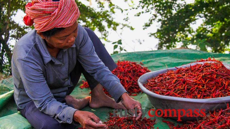 Sorting through the chillies. Battambang.