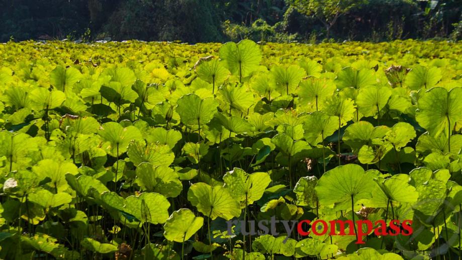 Lotus lake at the base of Phnom Banan - an...