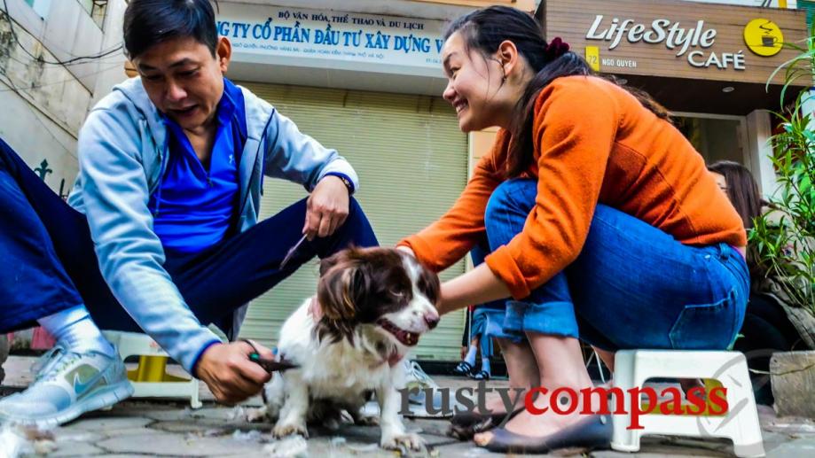 Grooming pooch. Hanoi