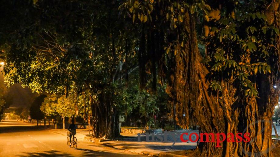 Banyan trees, Hoi An