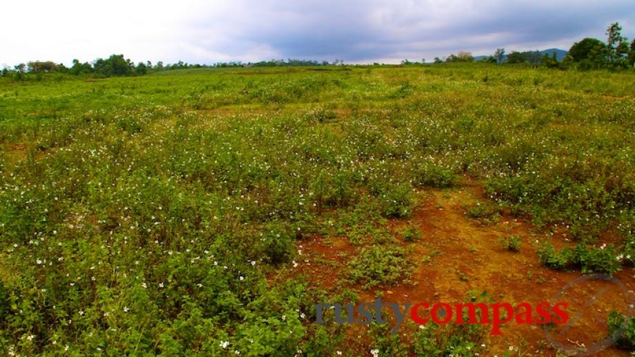 The airstrip at Khe Sanh is finally growing some vegetation....