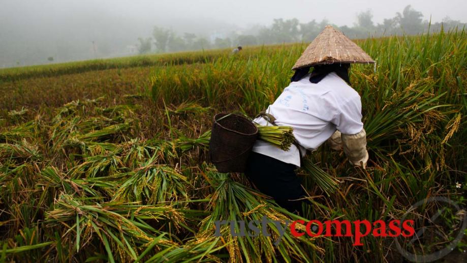 The harvest day begins early. Mai Chau, 3 hours from...