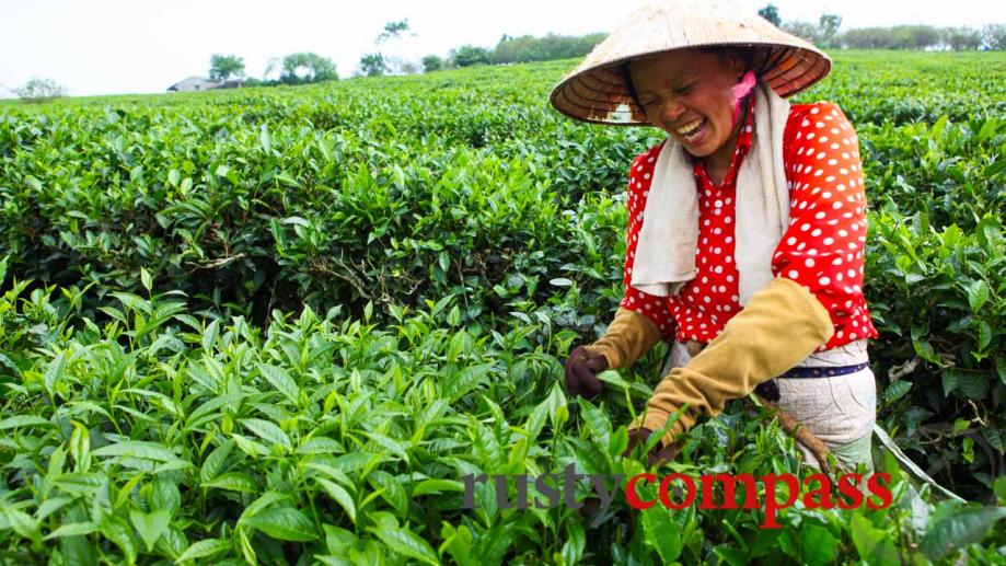 Moc Chau tea plantation. 200kms from Hanoi