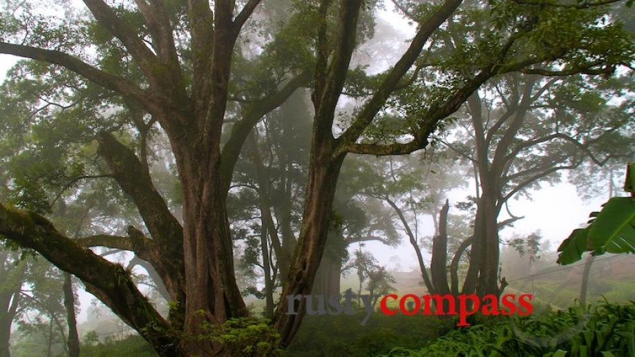 We stumbled across a mini-forest of magnificent old trees.