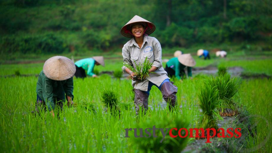 The rice harvest outside Sapa