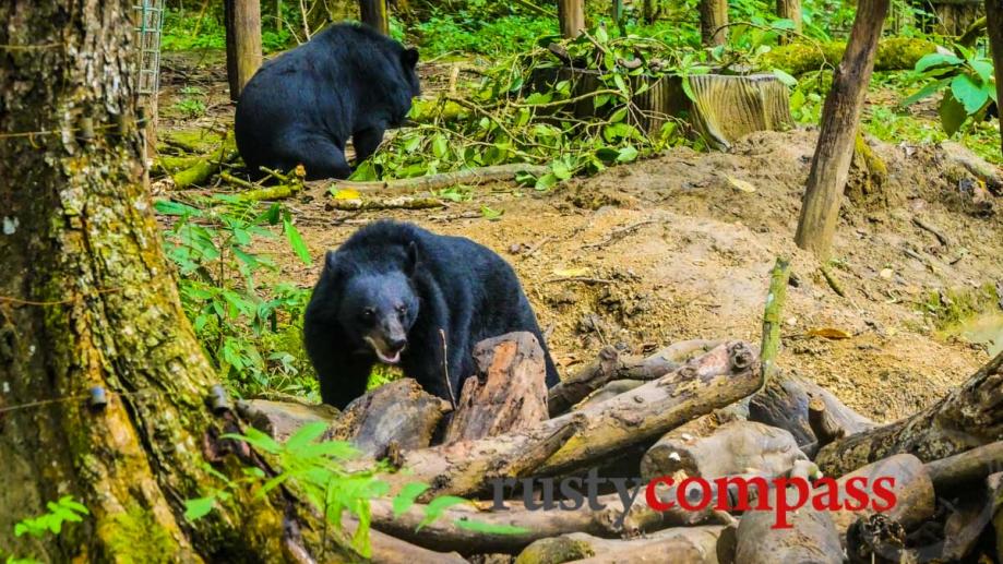 Bear Sanctuary at Luang Prabang, Laos