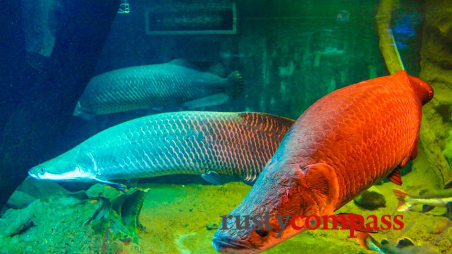 Aquarium - Vinpearl Island Nha Trang.
